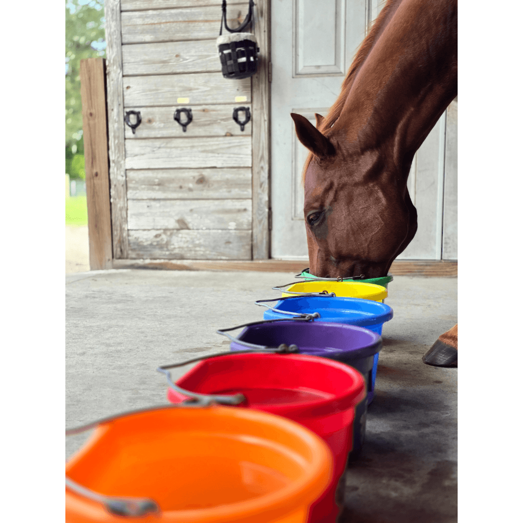 Chestnut horse drinking from the first of a row of rainbow-colored buckets set out as an Improve Equine water buffet in a barn aisle
