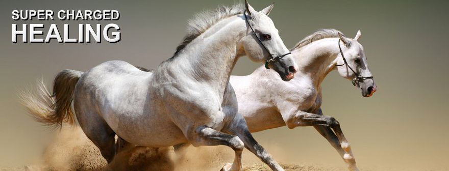 Two horses galloping across open ground, illustrating equine athletic recovery