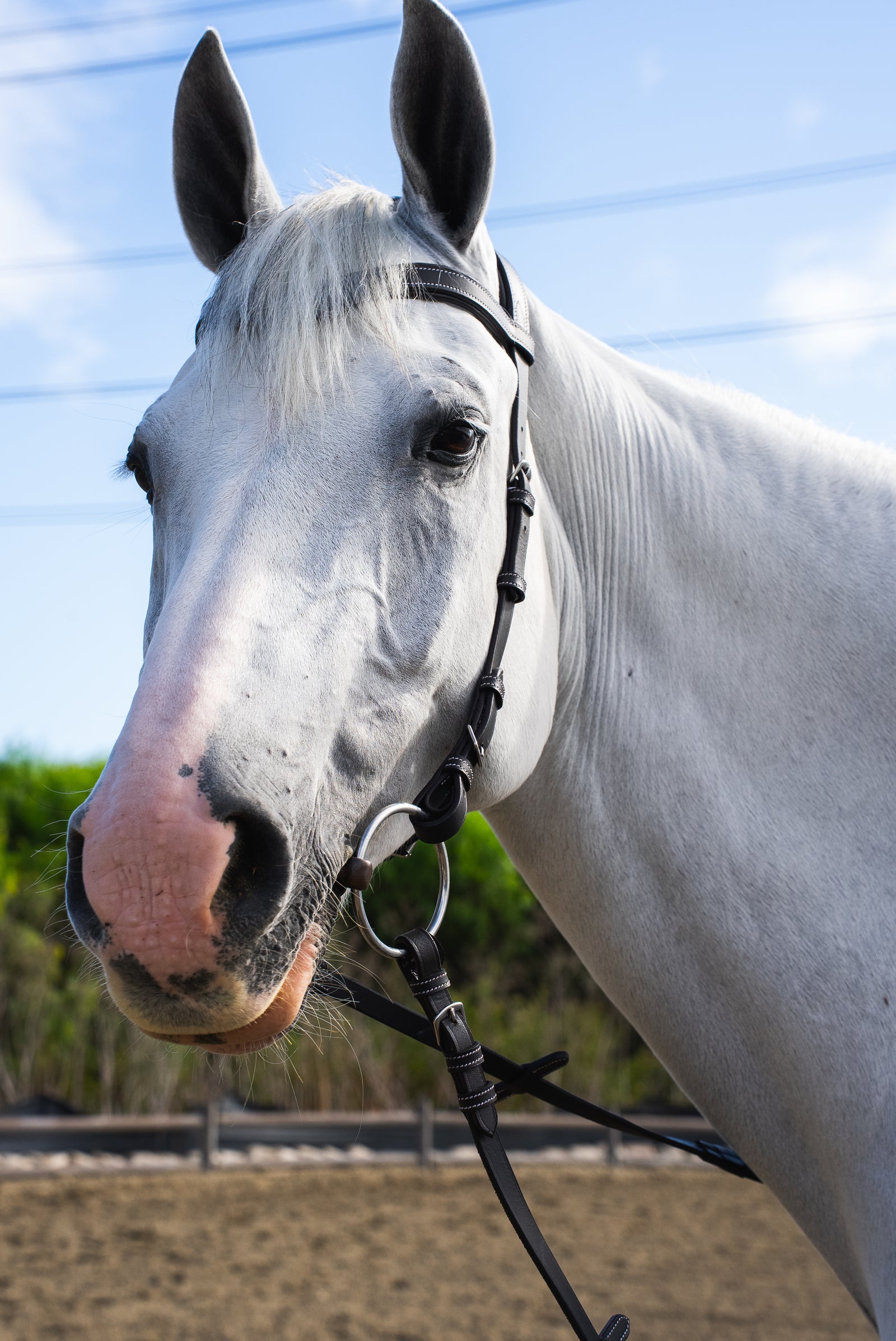 Rider grooming and tacking a healthy, shiny-coated horse at the stable