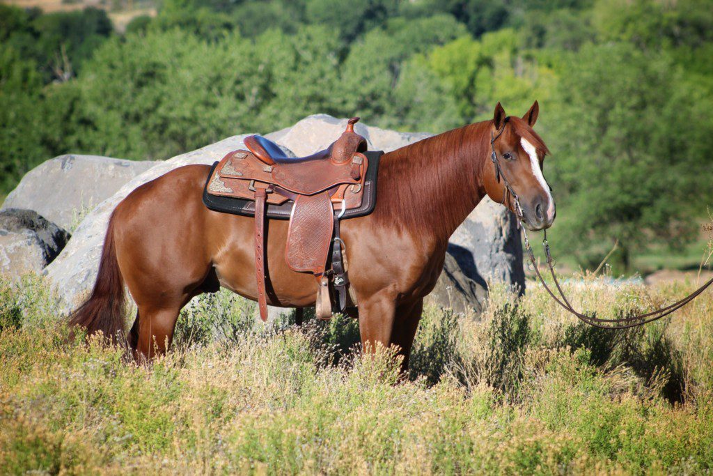 Student learning groundwork at the Josh Lyons Horse Training Certification Program in Scottsdale, Arizona