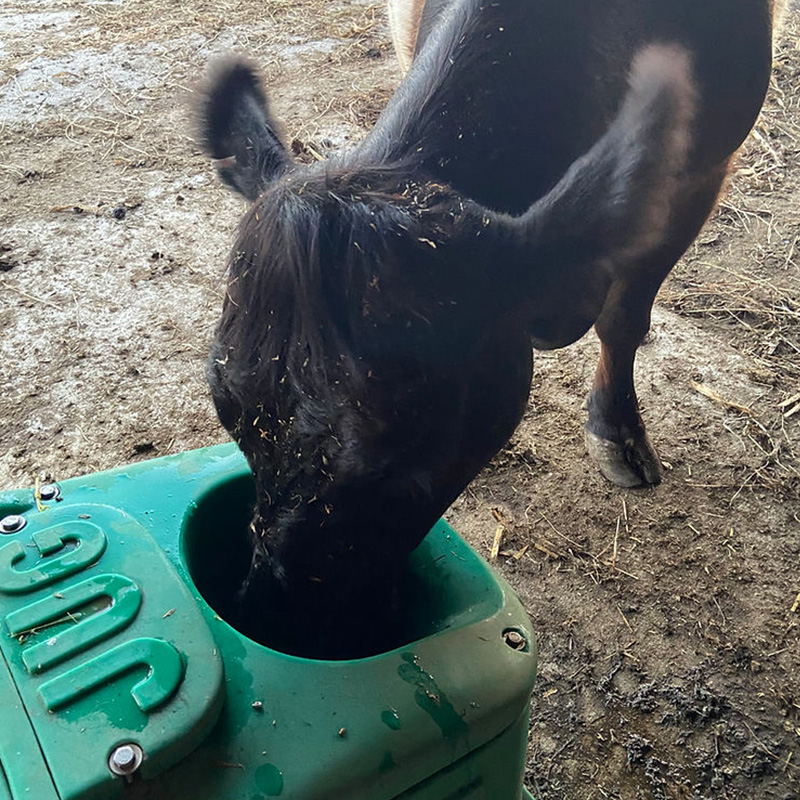 JUG energy-free livestock waterer in use on a farm by Bakko Industries