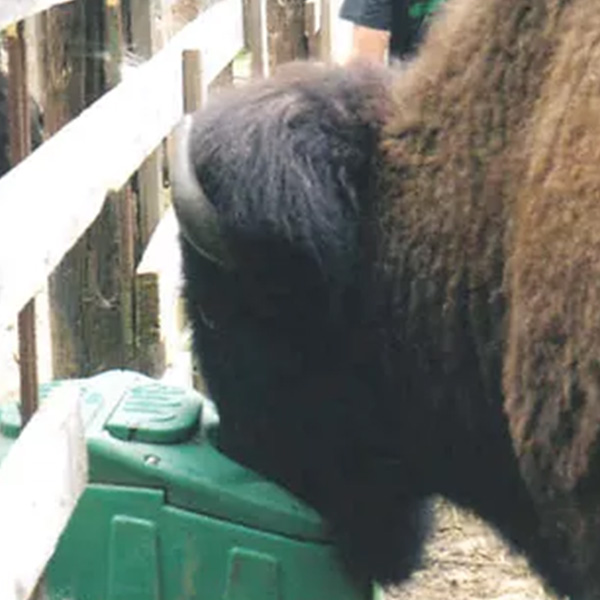 JUG durable rotomolded waterer in farm setting by Bakko Industries