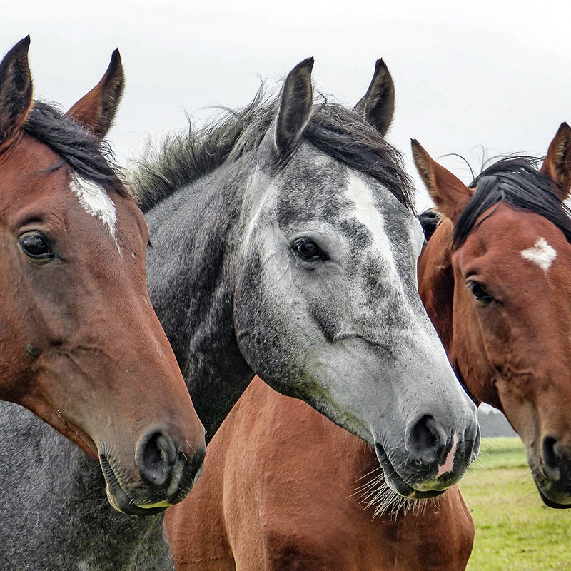 Horses drinking fresh water from a JUG Waterer in a pasture