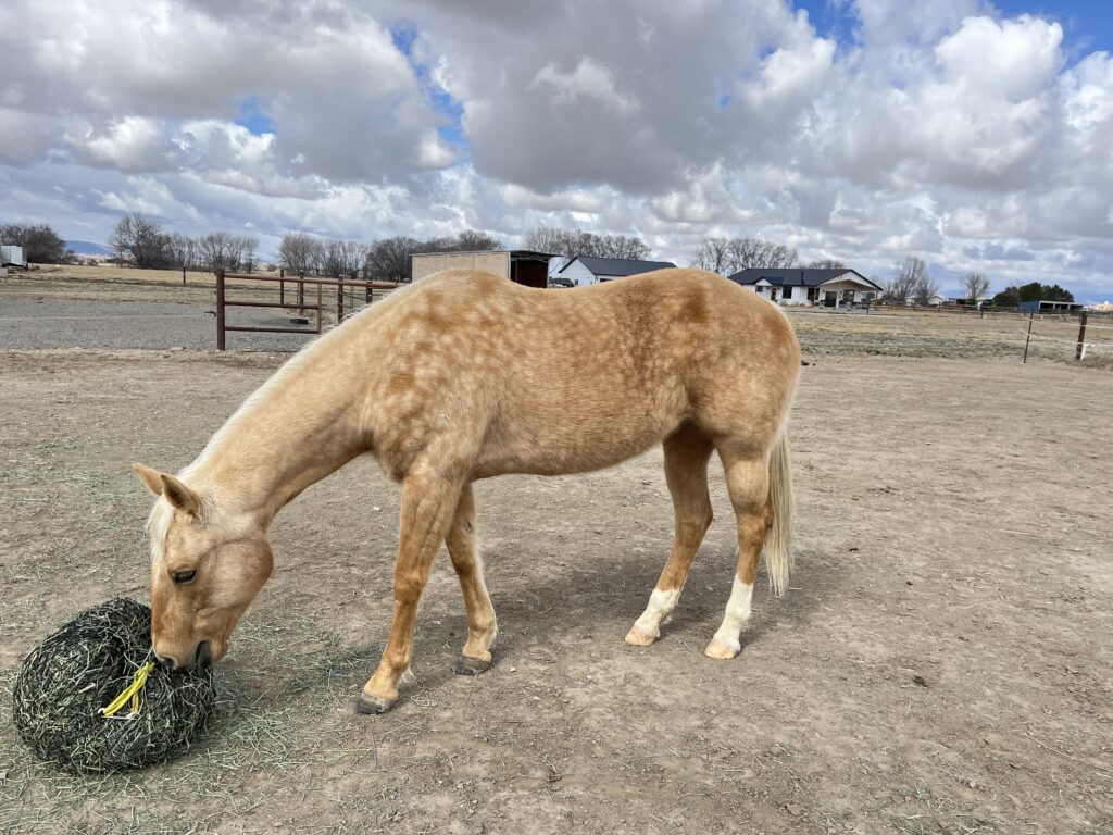 Dappled palomino horse eating at a slow-feed hay net