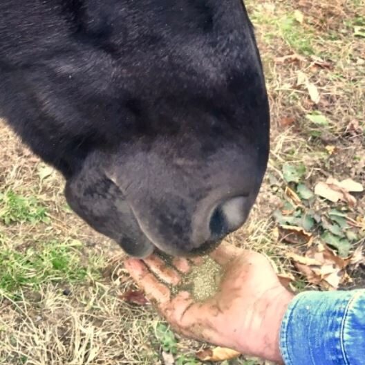 Horse eating forage supplemented with K.I.S. Trace trace minerals