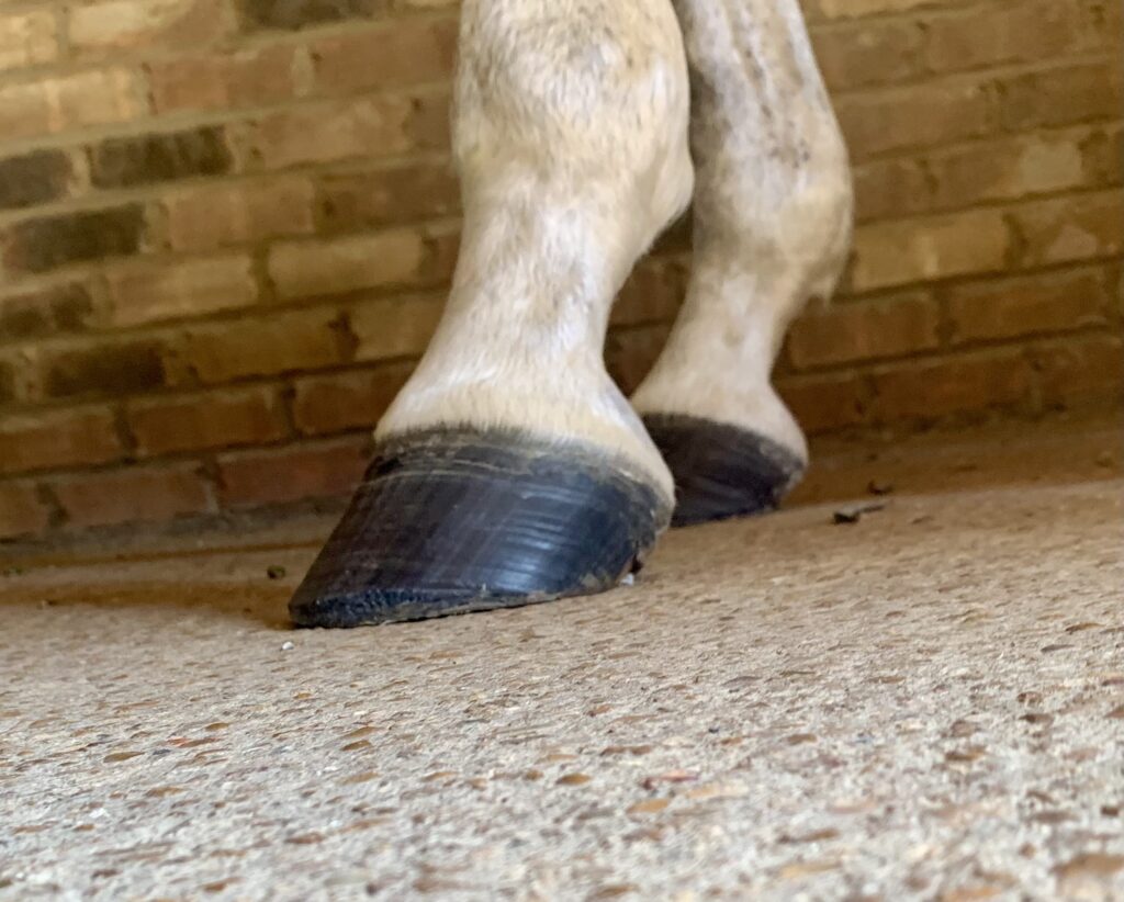 Close-up of a healthy horse hoof and lower leg in pasture