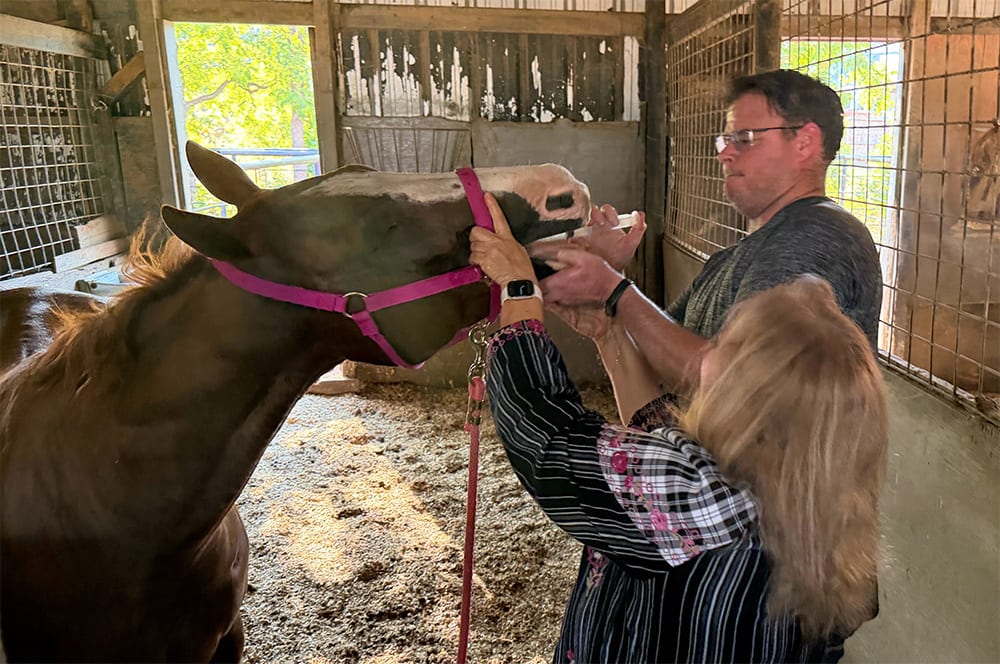 A man and a woman tend to a chestnut horse in a pink halter in a barn stall, one holding an oral syringe at the horse's mouth