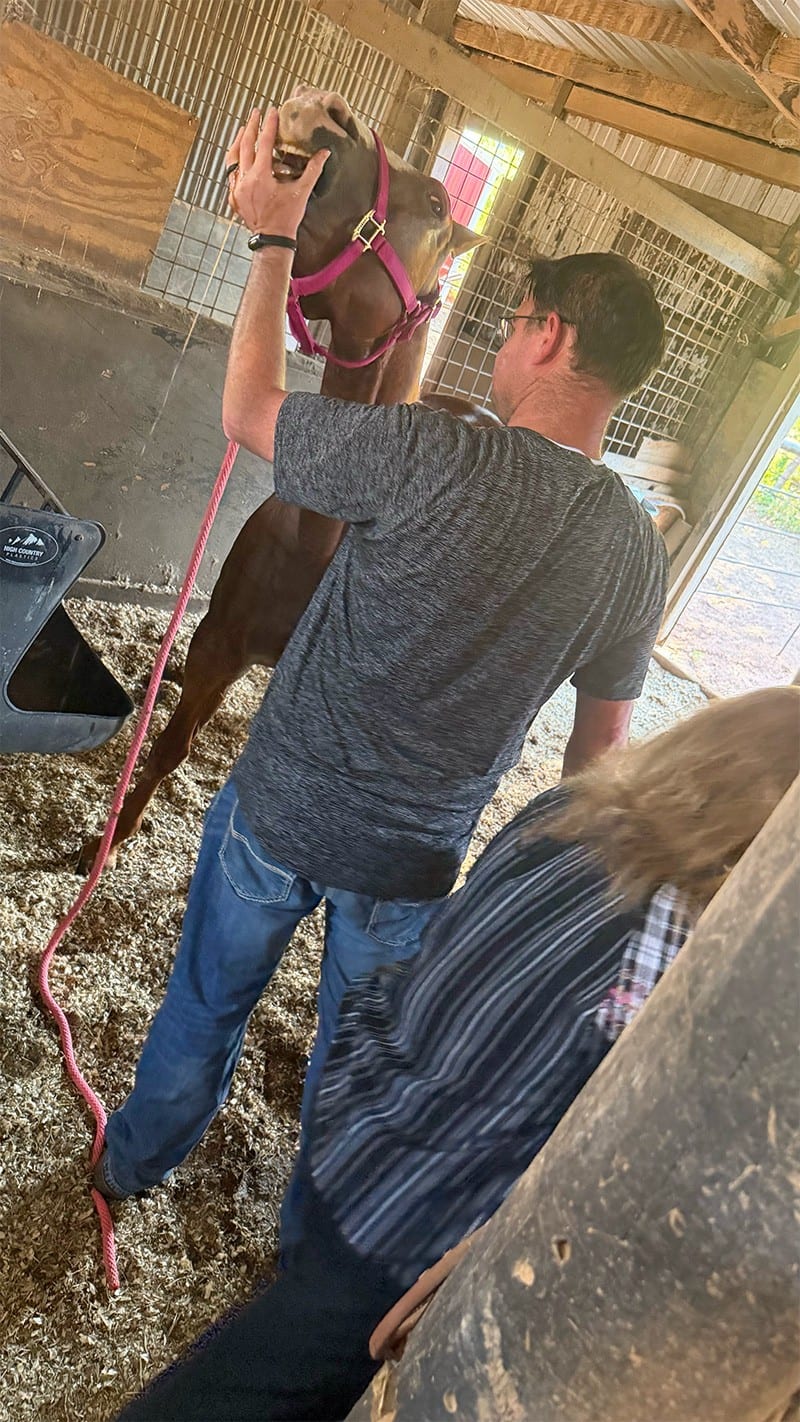 A man steadies a chestnut horse in a pink halter and lifts its lip to look at its mouth in a barn stall while a woman watches