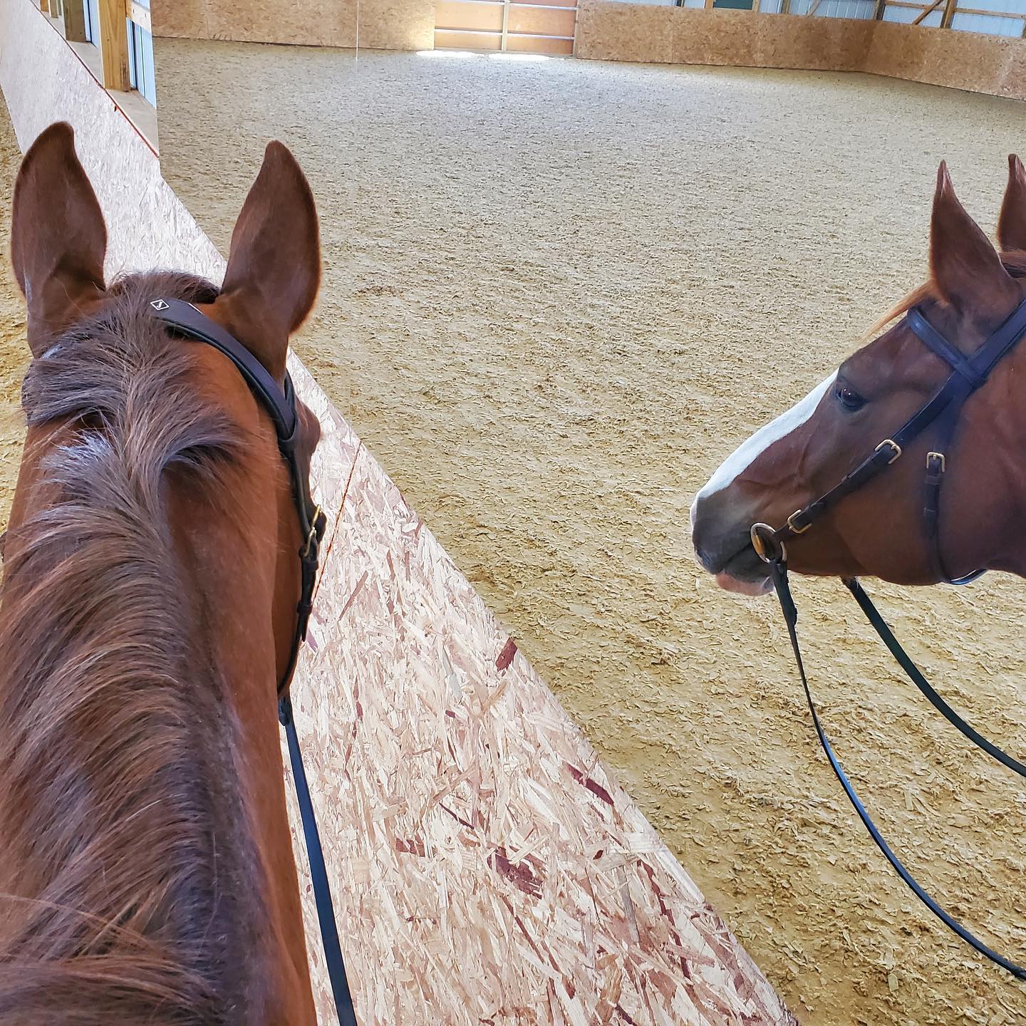 Horse looking at its own reflection in a LiteMirror shatterproof arena mirror
