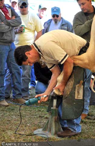 Farrier corrective shoeing demonstration at Lookout Mountain School of Horseshoeing