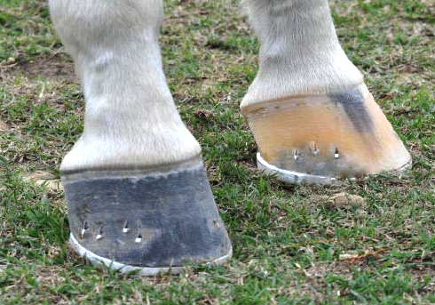 Close-up of horse hooves used for trimming and shoeing training at Lookout Mountain School of Horseshoeing