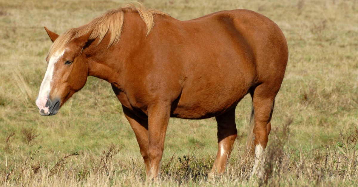 Healthy chestnut horse standing in a green summer pasture