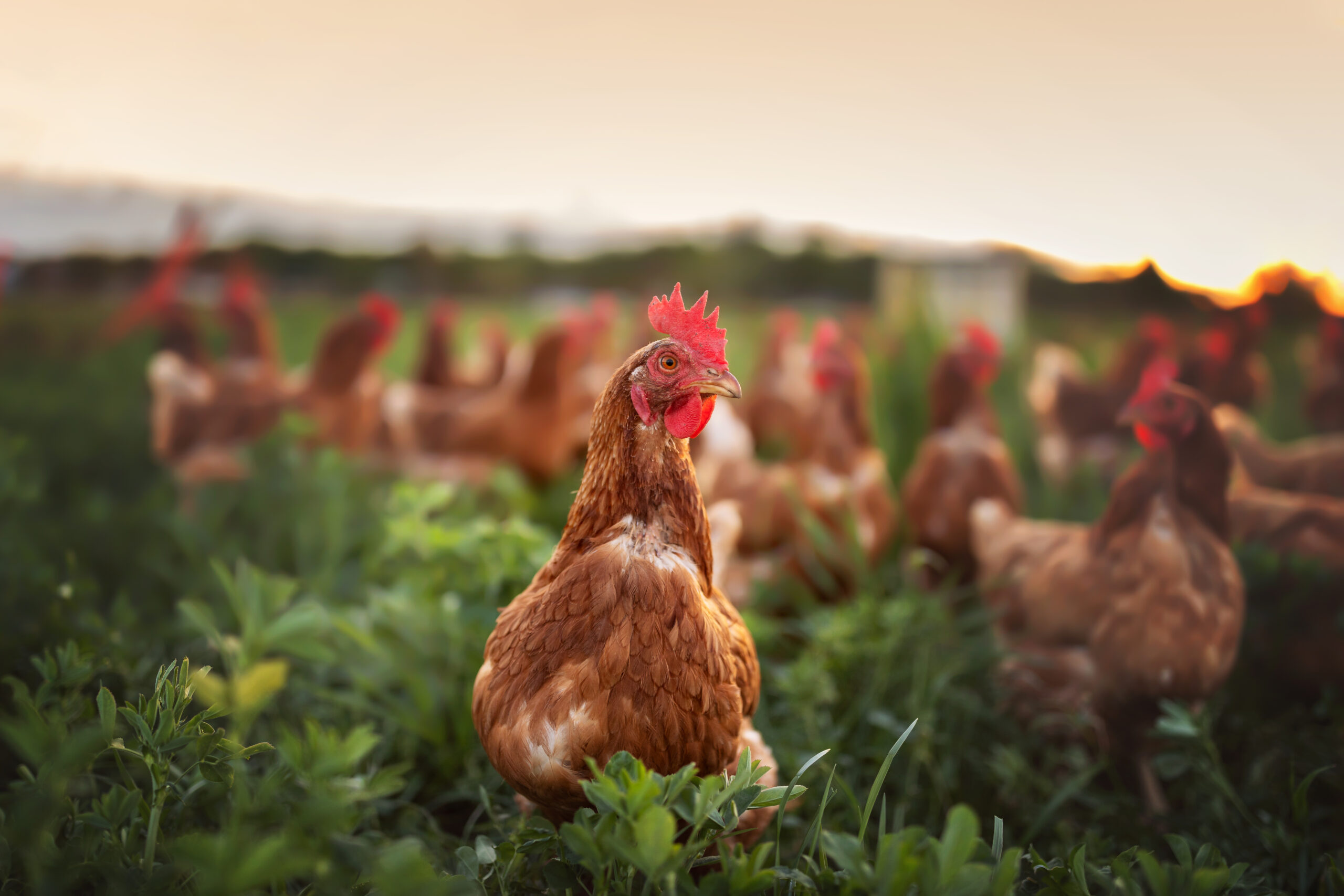 Free-range hens grazing in a green pasture at golden hour on a working farm