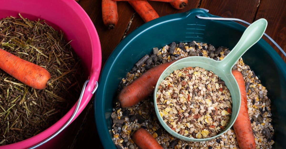 Feed buckets filled with chopped forage and grain mix topped with fresh carrots