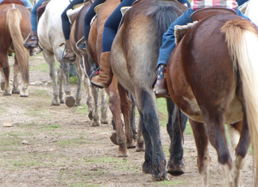 Guided horseback trail riding at Marmon Valley Farm in Zanesfield, Ohio