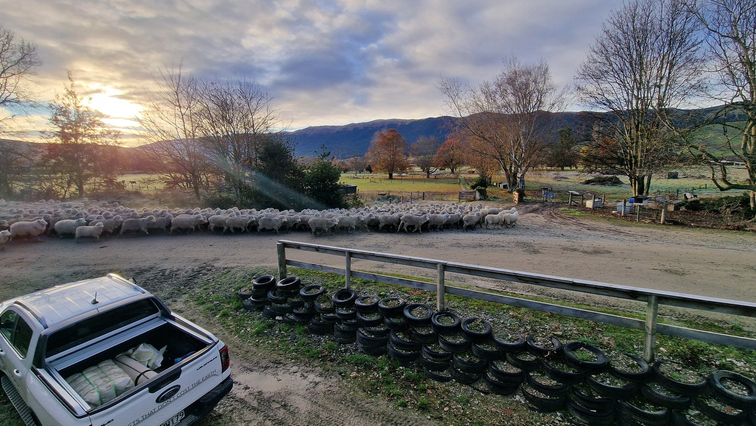 New Zealand sheep farm where Mayatex sources its wool for Superior Saddle Pads