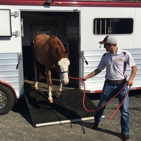 MG Horse Transport luxury long-distance horse hauling rig on the road