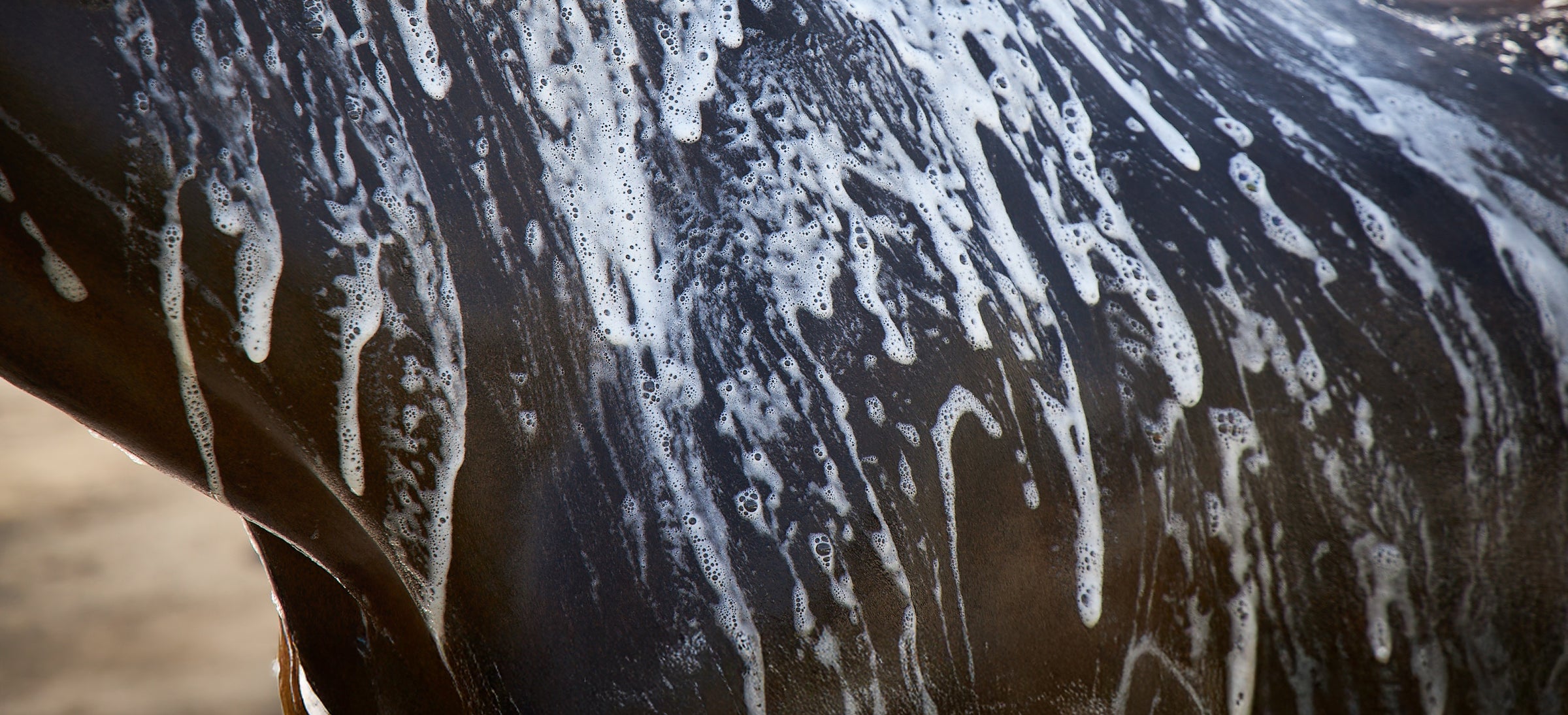 Wet horse being rinsed during a bath, showing the kind of cool-down routine Mineral Ice supports as a brace