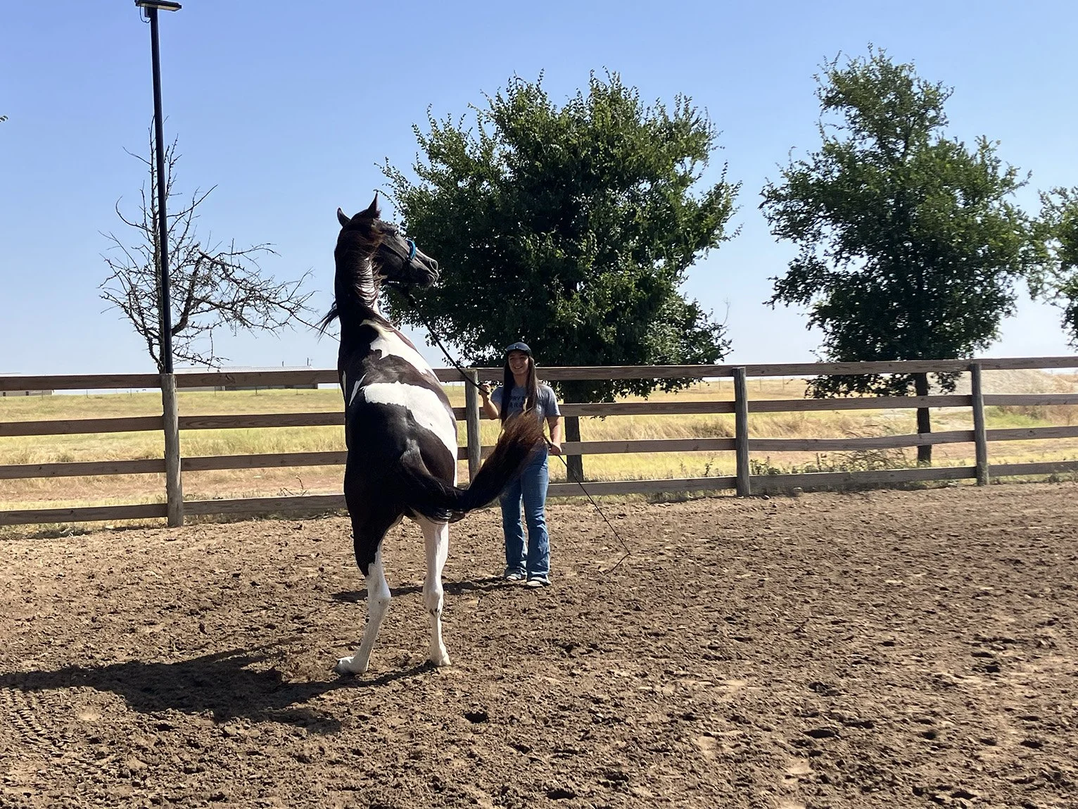 Trainer working a young horse through groundwork at M&M colt training program Texas