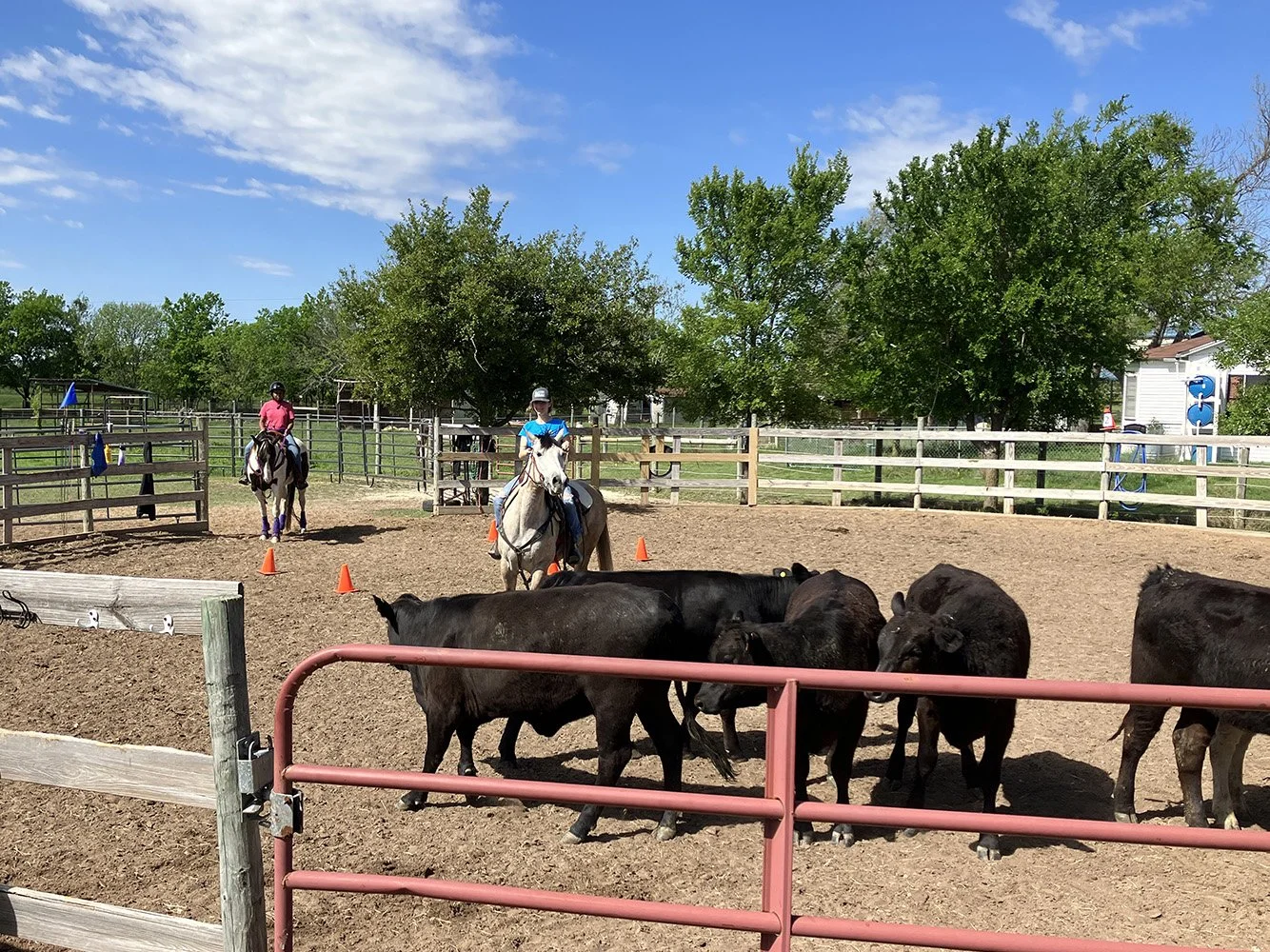 Western cow sorting practice in the arena at M&M Horse Training Ranch summer camp