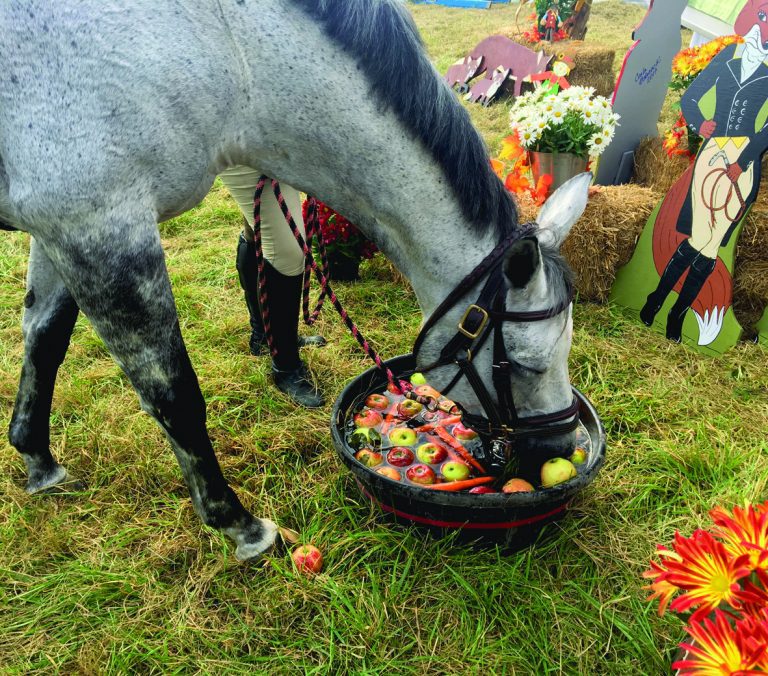 Dappled grey horse at a hunter trials event lowering its head to a tub of apples on the grass