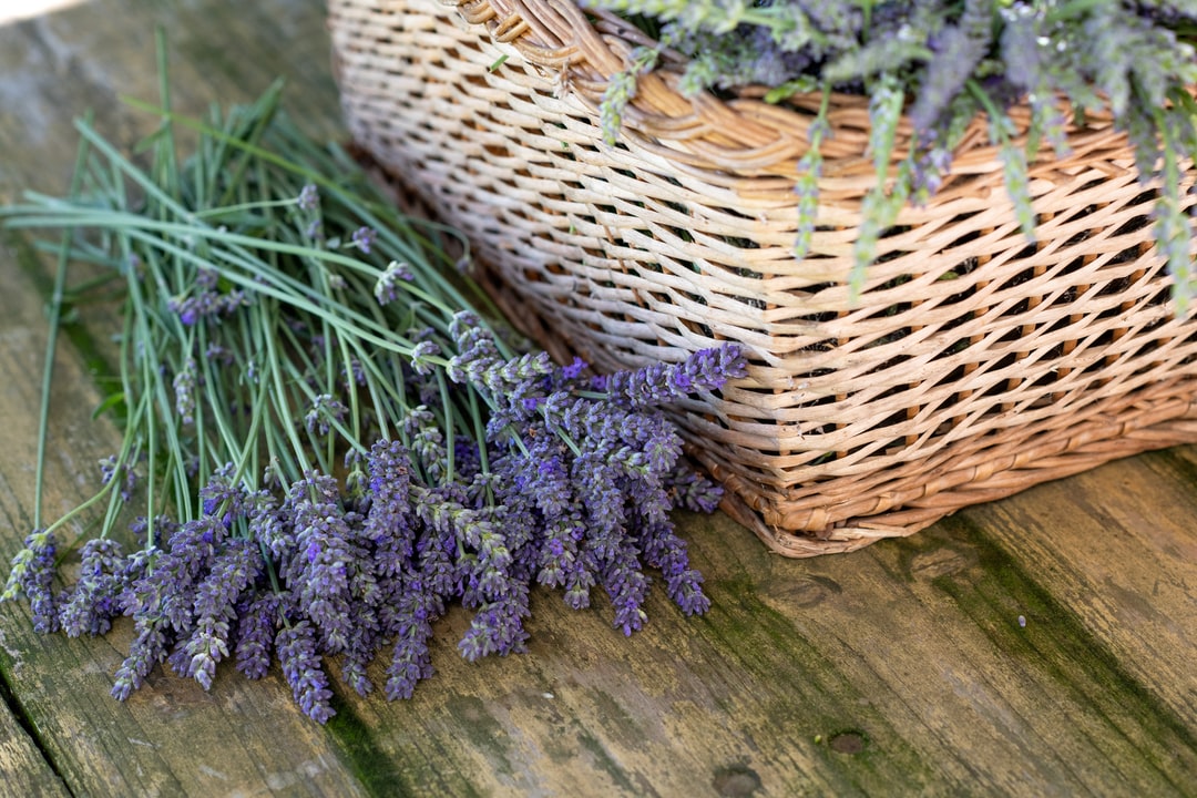 Molly's Herbals lavender field lifestyle banner for natural herbal animal care
