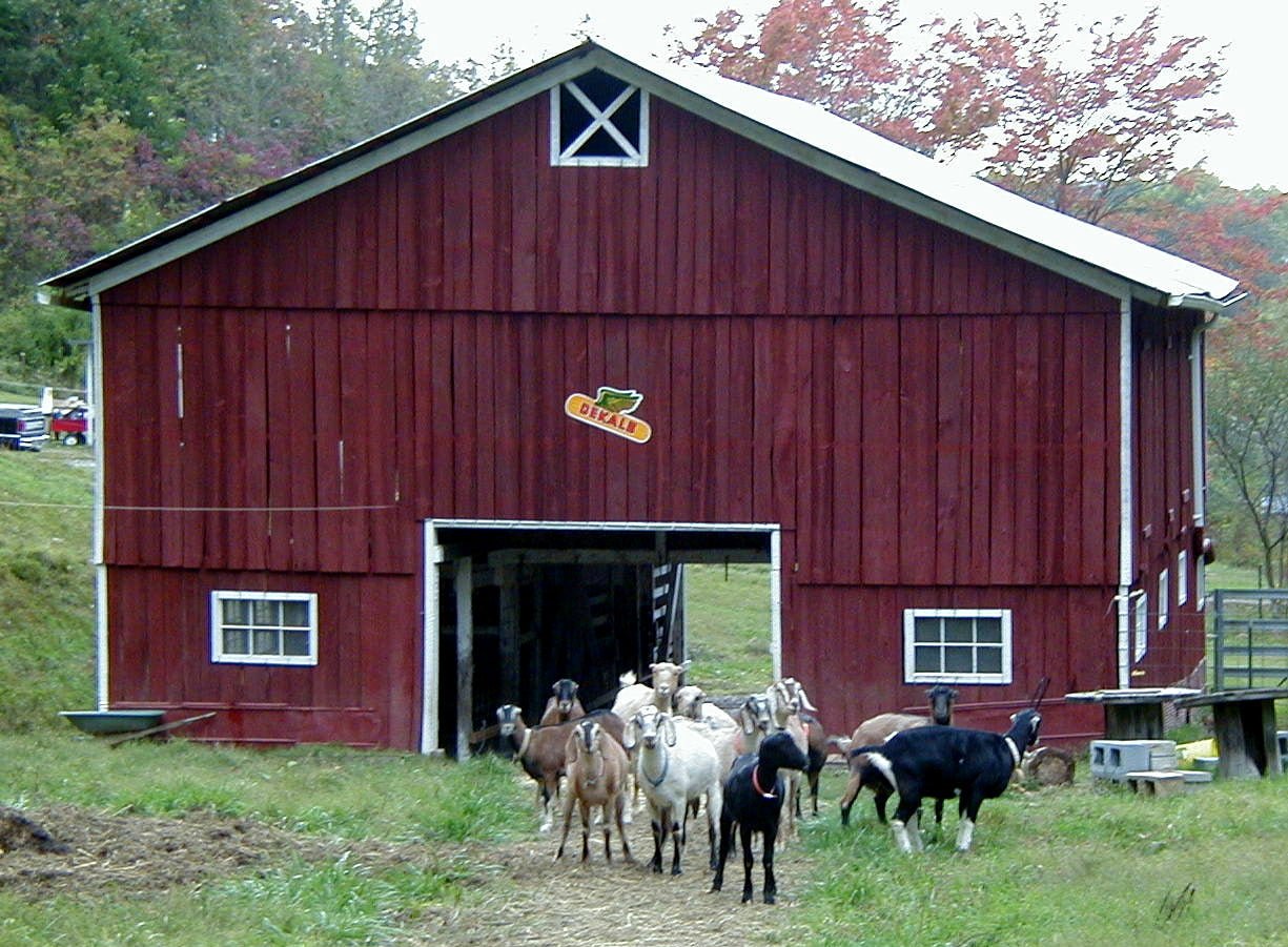 Goat herd walking out of a red barn on a Molly's Herbals farm with autumn trees behind