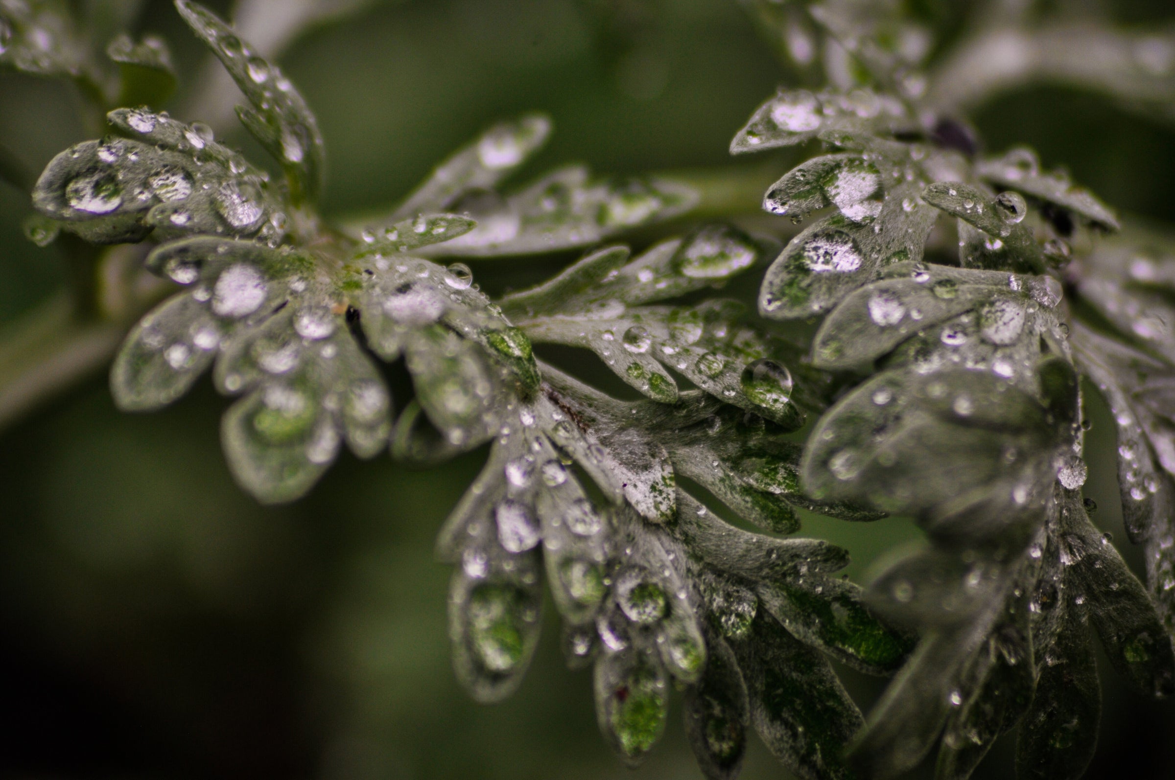Dew-covered silvery wormwood leaves, the signature botanical in the Molly's Herbals worming formulas
