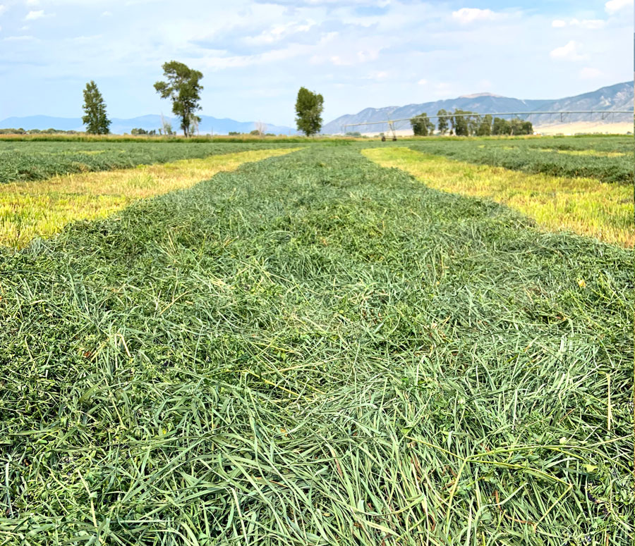 Freshly cut Montana hay curing in windrows under the sun with mountains in the distance