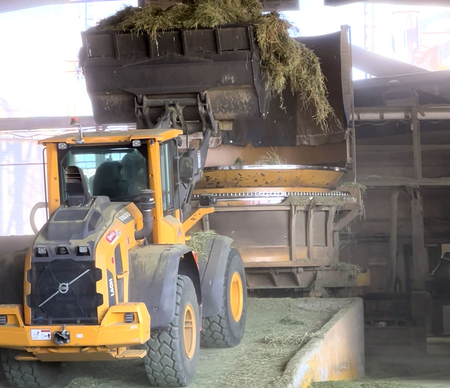 A loader feeding fresh green hay into the pelleting mill at the Montana Premium Forage facility