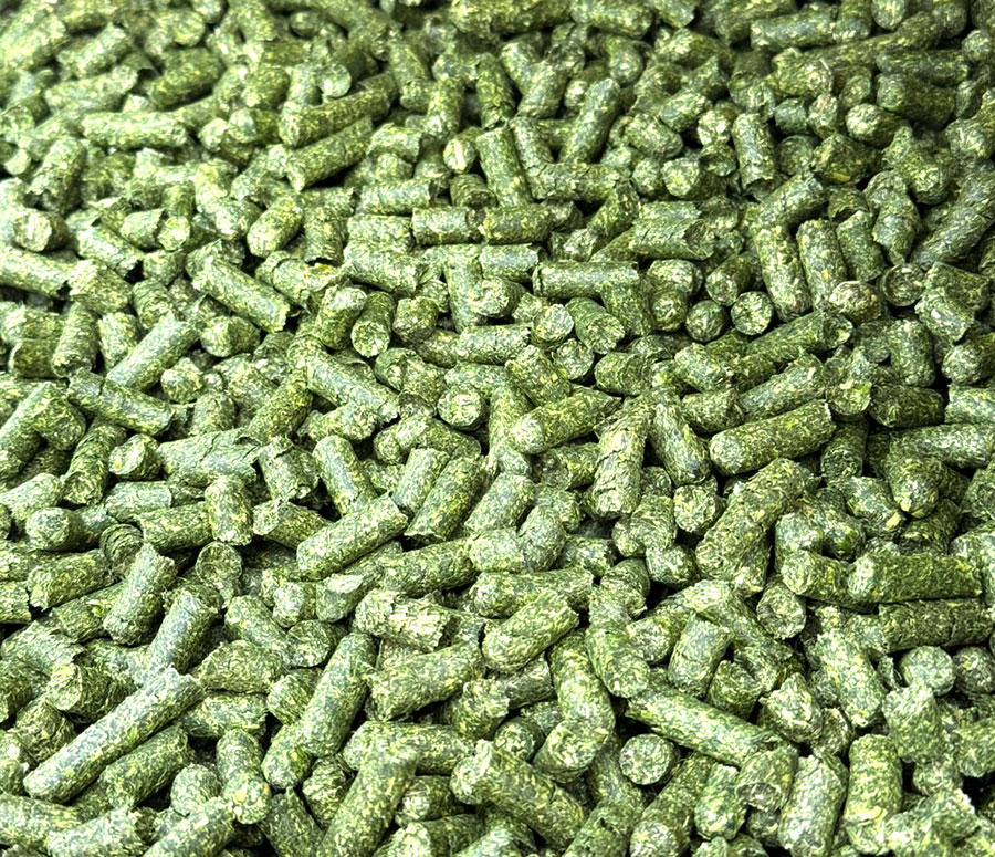 Close-up of bright green Montana Premium Forage alfalfa hay pellets showing preserved color