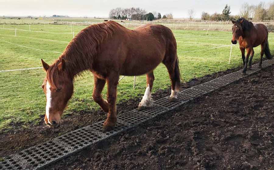 Horses standing on Mud Control Grids in a mud-free paddock