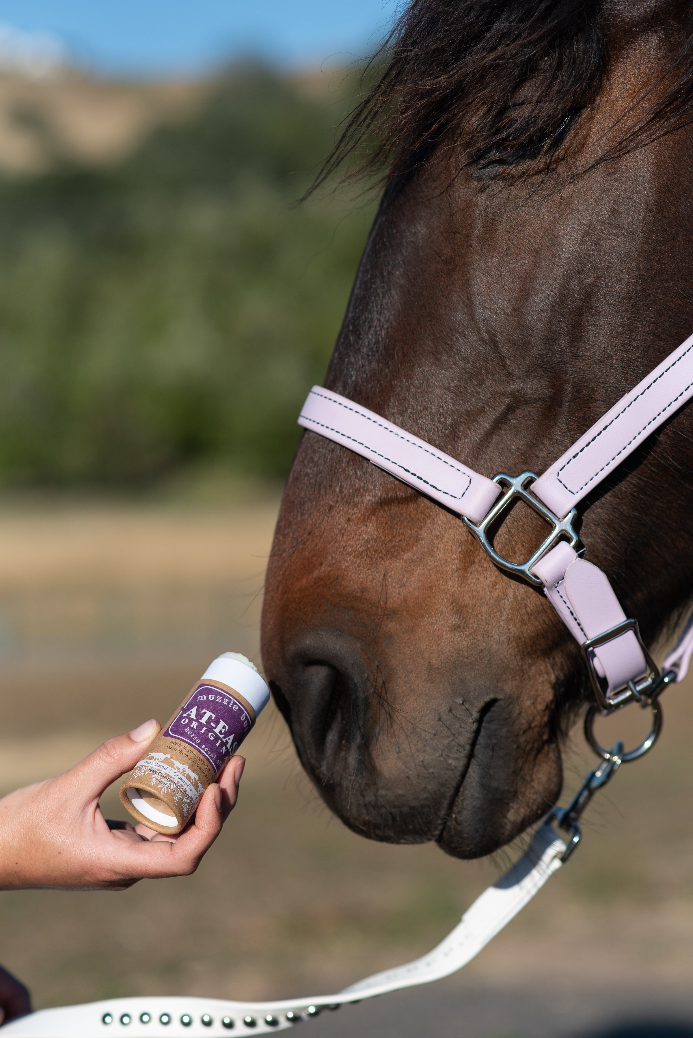 Bay horse in a pink halter sniffing the Muzzle Butter At-Ease Original balm stick