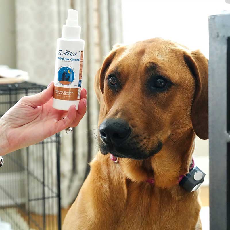 Dog looking at Natural Wonder Pets EarMist herbal ear cleaner spray bottle