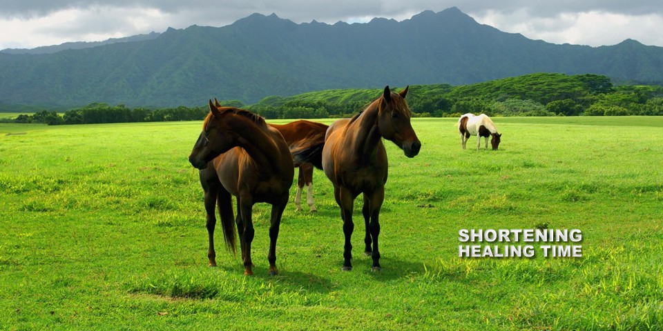 Horses grazing peacefully in a green pasture below a mountain ridge