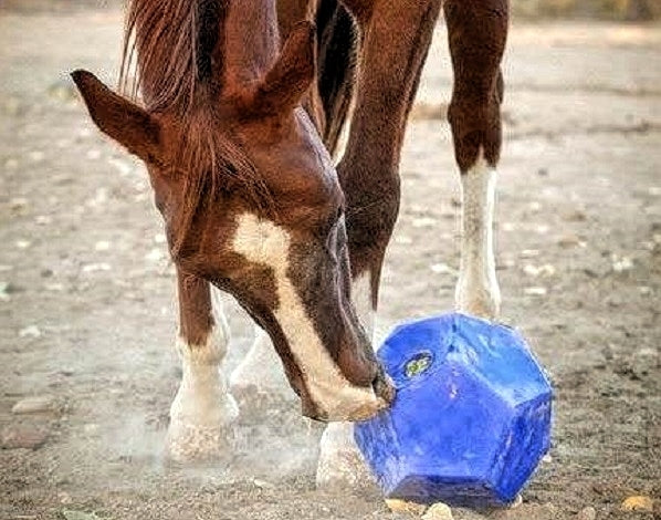 Chestnut horse nosing a blue Nose-It!® ball across the ground to release feed