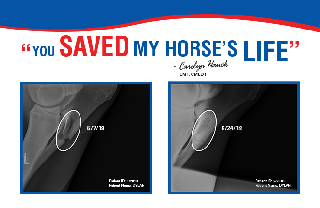 Equine radiograph illustrating bone healing supported by OCD Pellets from Doc's Products