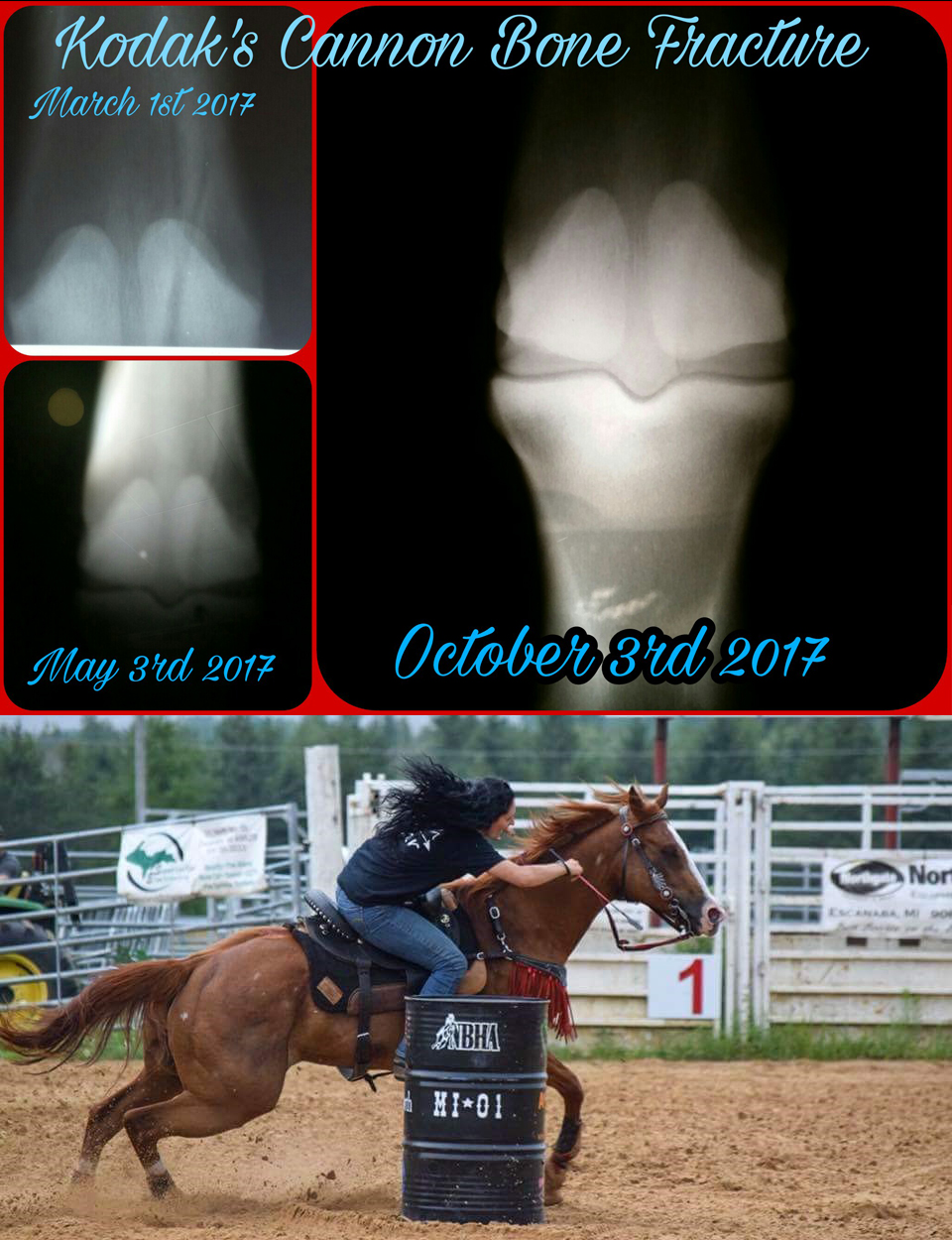 A barrel-racing horse and rider compete after recovery, with progress radiographs documenting healing