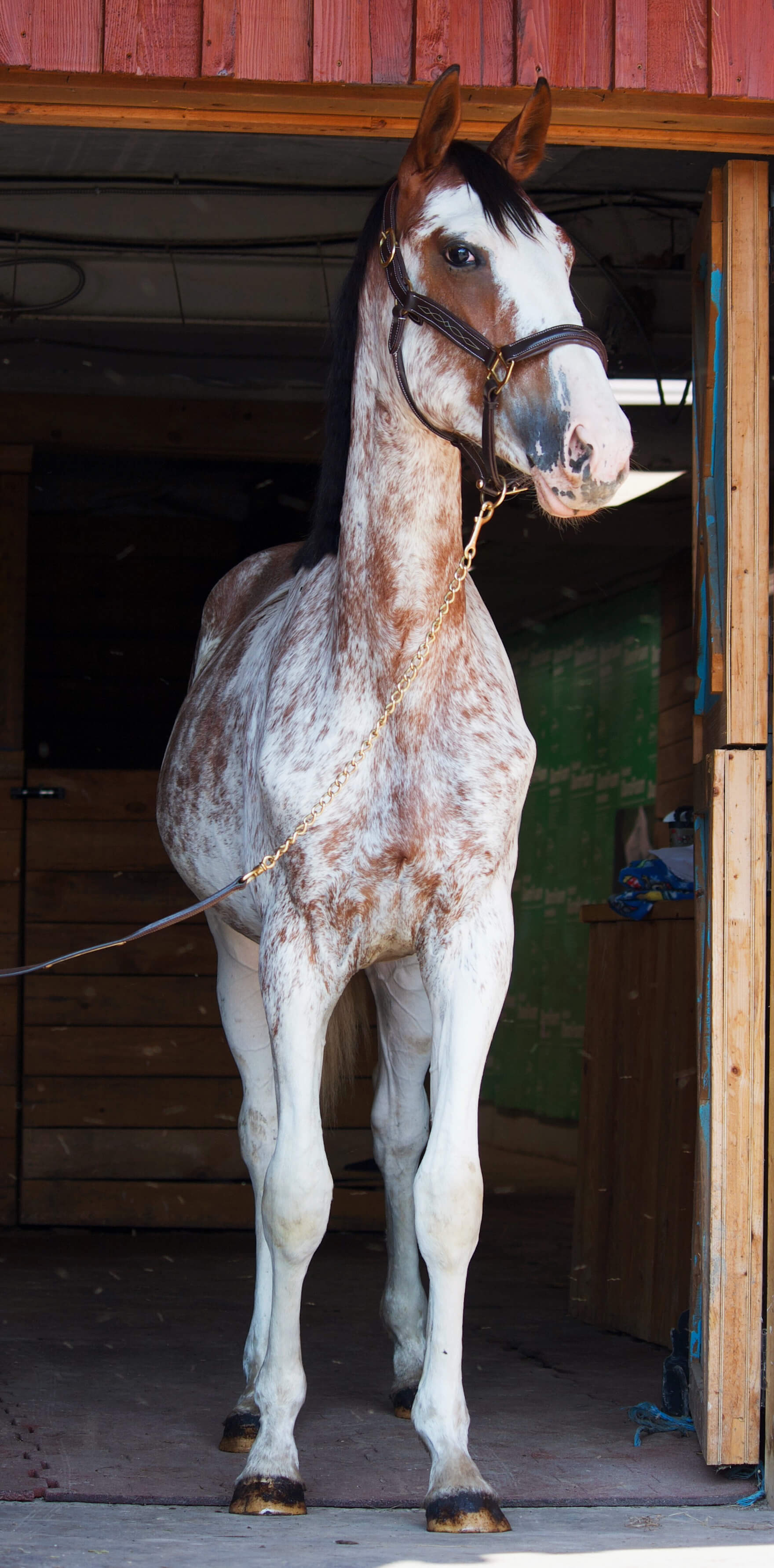 A young roan horse stands squarely in a barn doorway showing strong, sound conformation