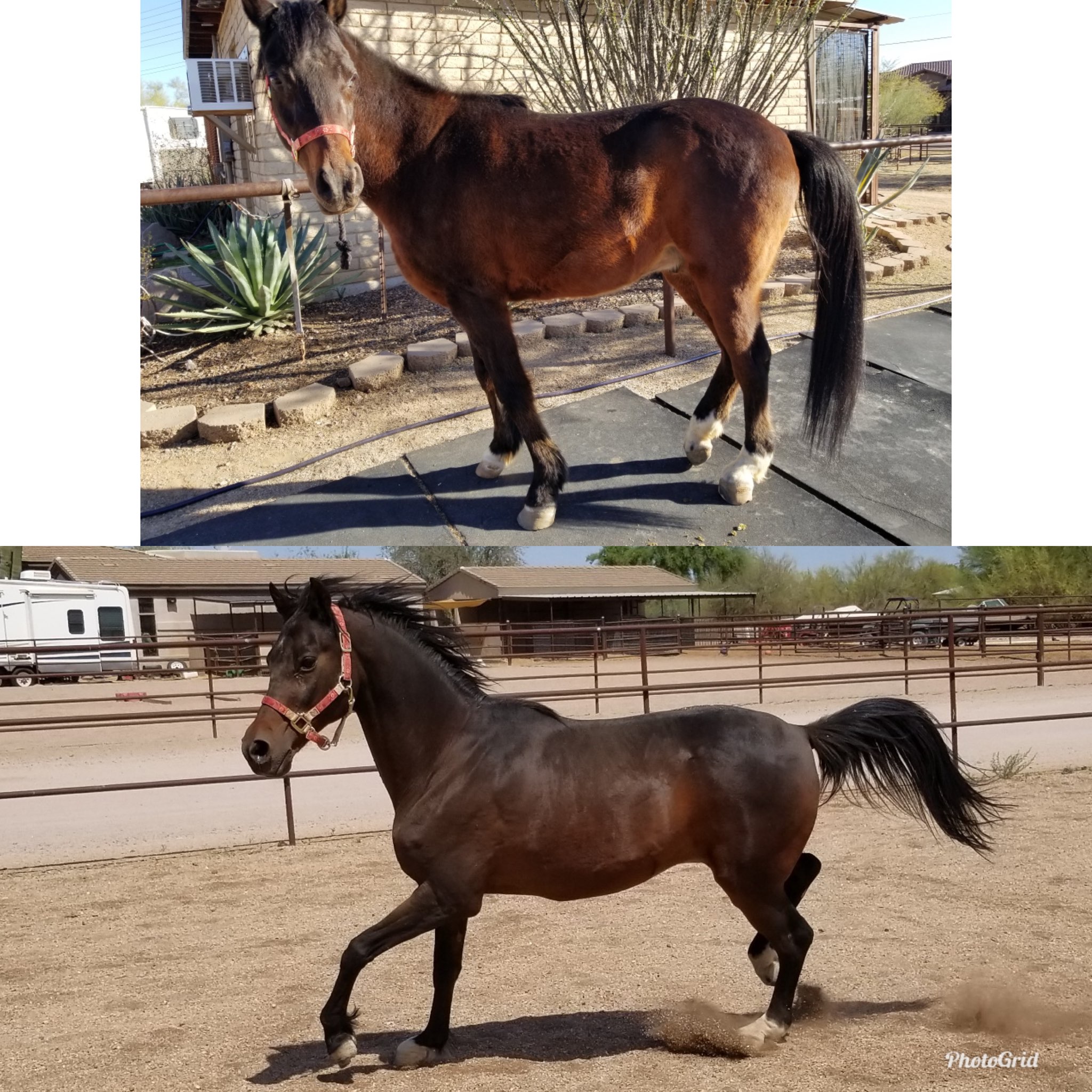 Before-and-after photos of a recovering horse showing improved condition and soundness over time