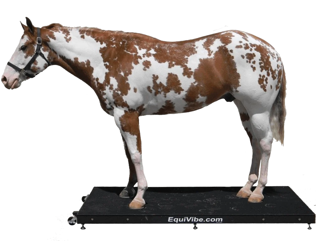 Odyssey EquiVibe whole body vibration therapy platform for horses