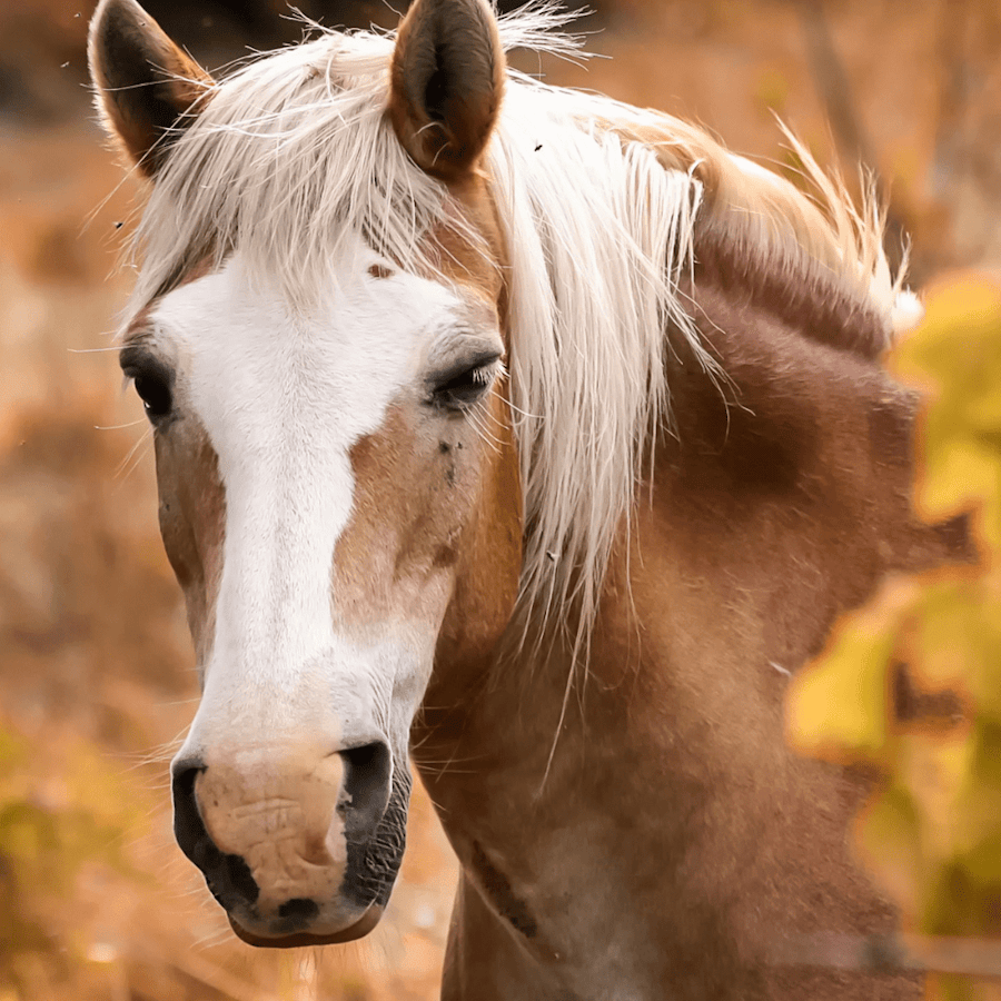 Close portrait of a flaxen-maned chestnut horse standing in golden autumn light
