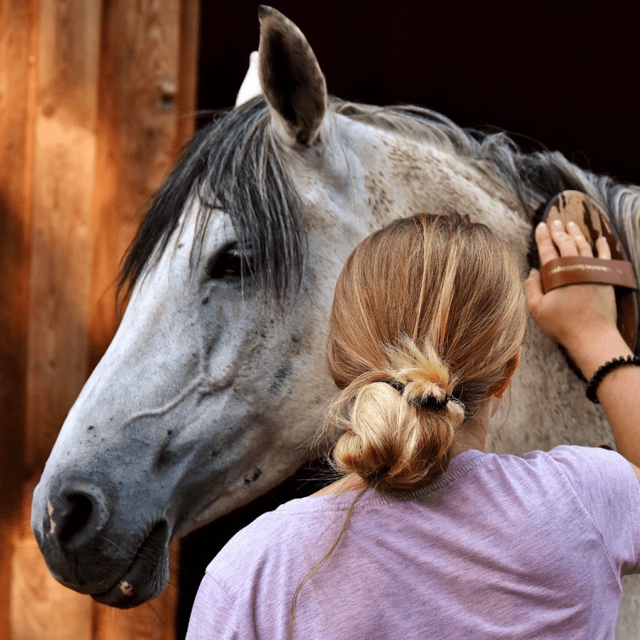 Owner gently grooming the neck of a calm dappled gray horse beside a wooden barn