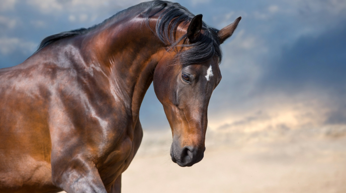 Healthy bay horse with a glossy coat and bright eye standing against a soft sky