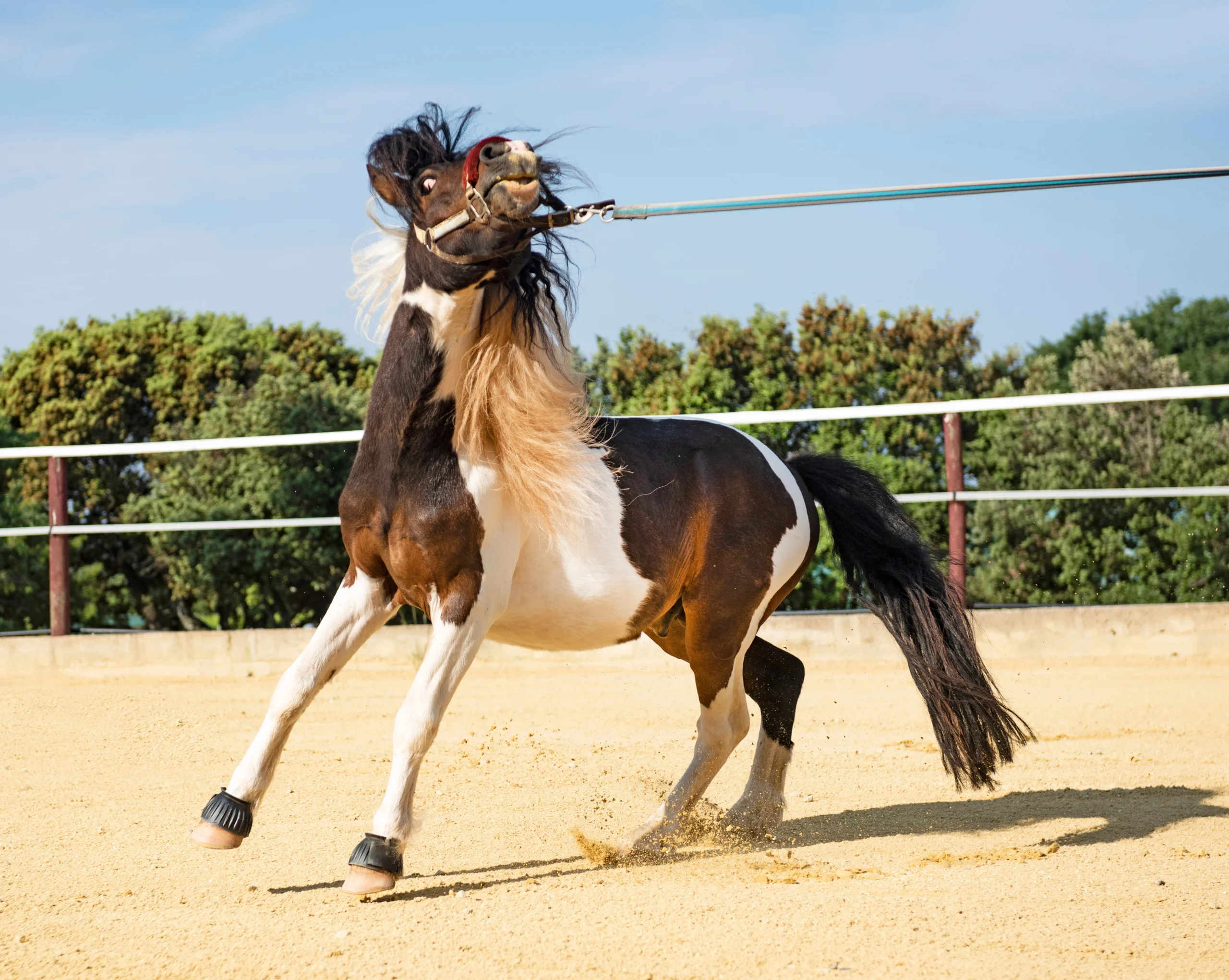 Horse staying calm and focused, illustrating OralX Calm & Cool composure benefits