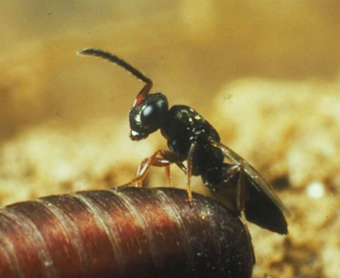 Macro view of a beneficial fly parasite at work on fly larvae, the natural pest predator The Organic Cowboy ships