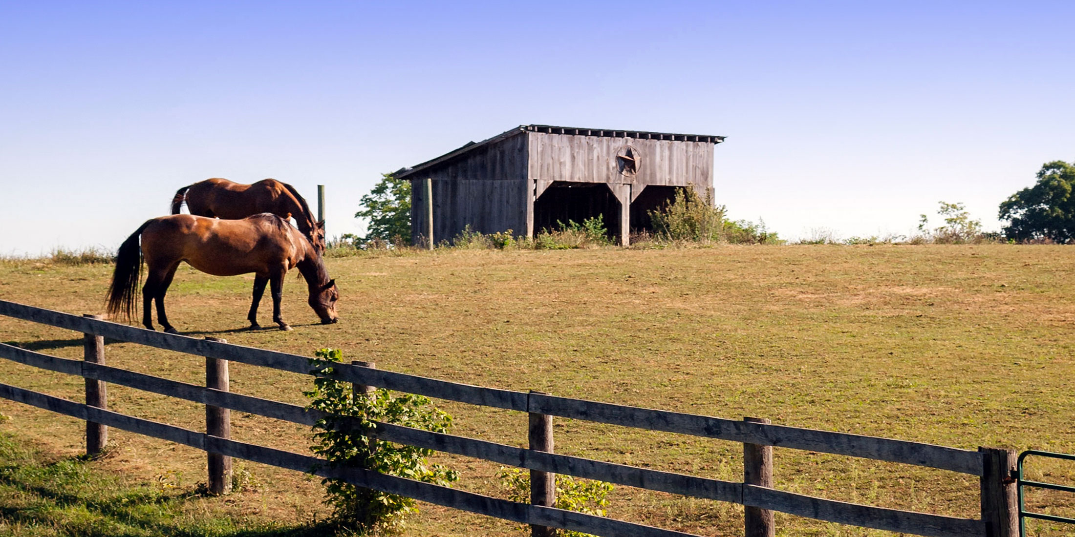 Two horses standing beside a weathered wooden barn, the kind of working stable The Organic Cowboy protects from flies