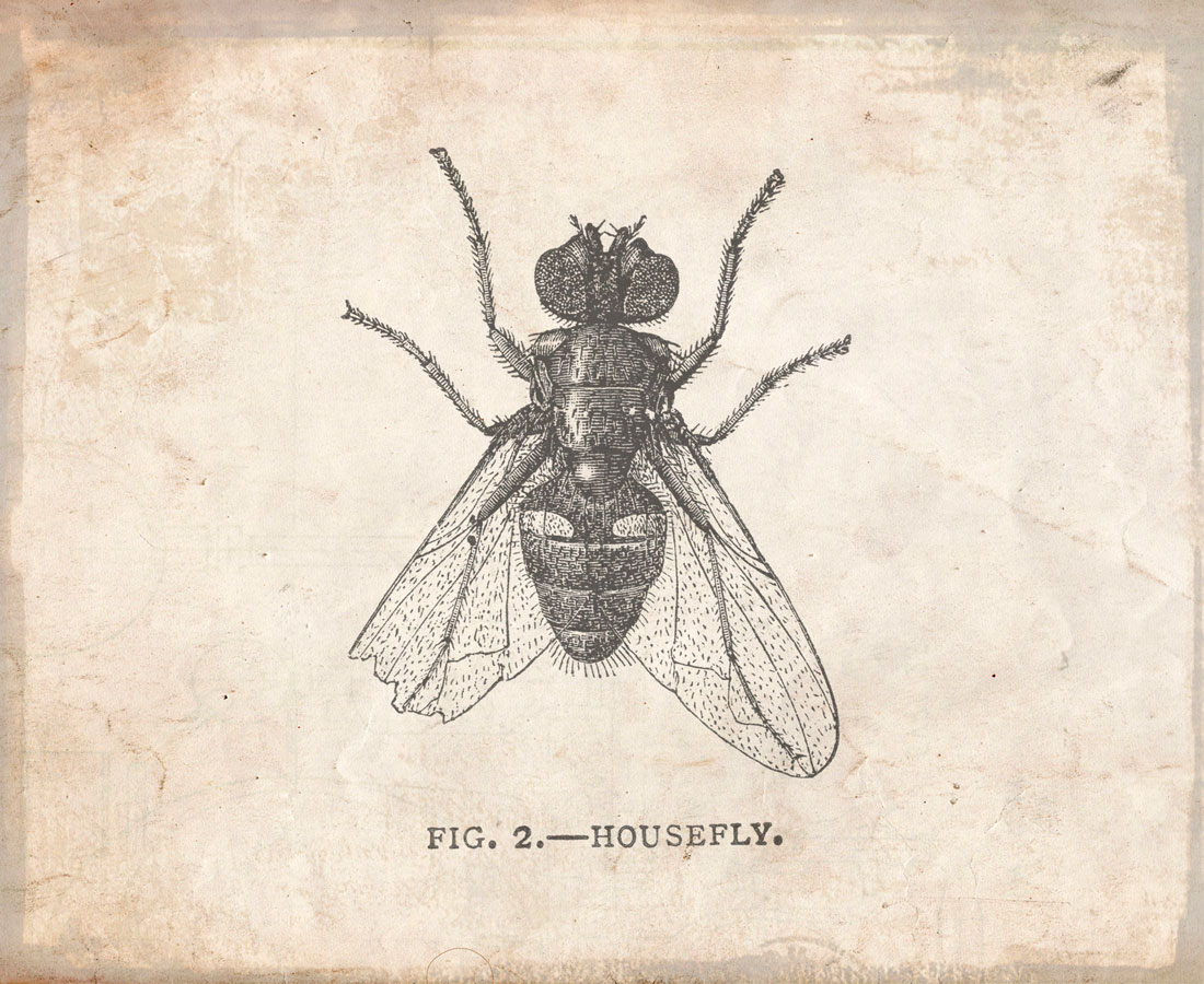Close-up of a common house fly (Musca domestica), one of the pest species The Organic Cowboy parasites target