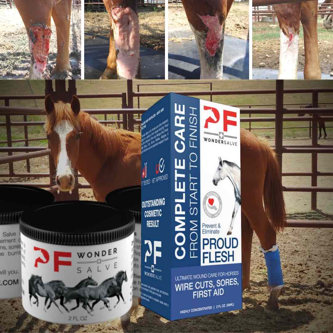 P.F. WonderSalve proud flesh before and after horse leg wound healing photos