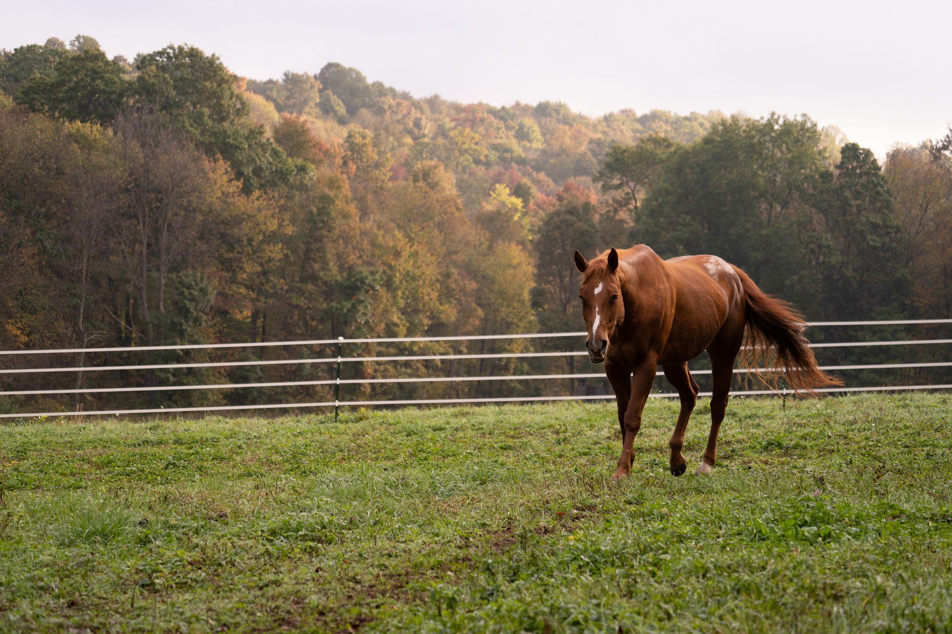 Powerfields SAFE-FENCE electric horse fencing
